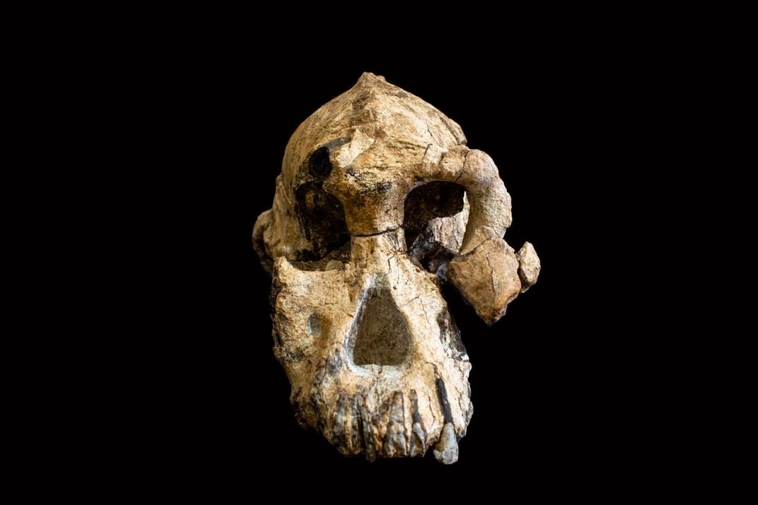 Early human skull on a dark background.